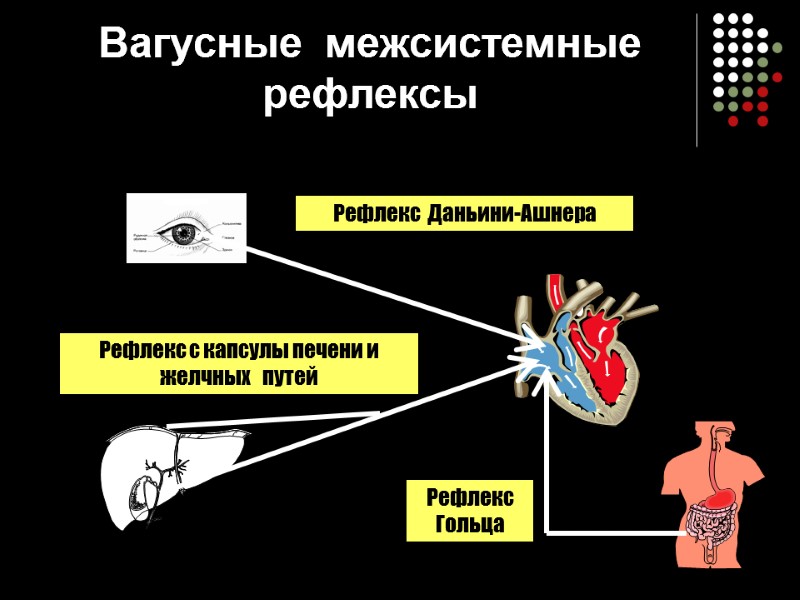 Вагусные  межсистемные  рефлексы Рефлекс  Даньини-Ашнера Рефлекс с капсулы печени и желчных